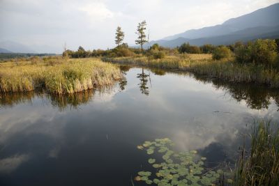 The Trust's new five-year environmental plan sets goals in five areas.
