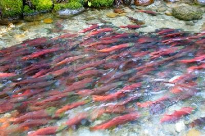 The Kokanee Salmon School Program is one of the projects that has benefited from environment grant support from the Columbia Basin Trust. Photo credit: Joanne Siderius.