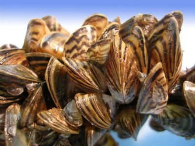 Working Together to Prevent Aquatic Invasive Species