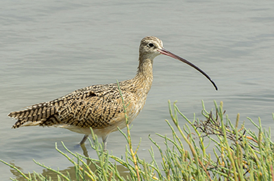 Projects to Help East Kootenay Species and Ecosystems