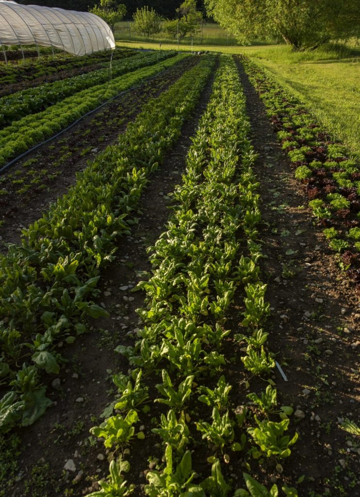row of produce growing at cartwheel farms