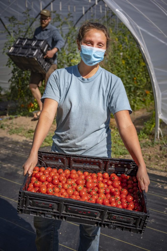 person in mask working at cartwheel farms carrying tomatoes