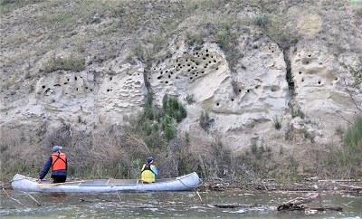 Banking on Swallows in the Upper Columbia