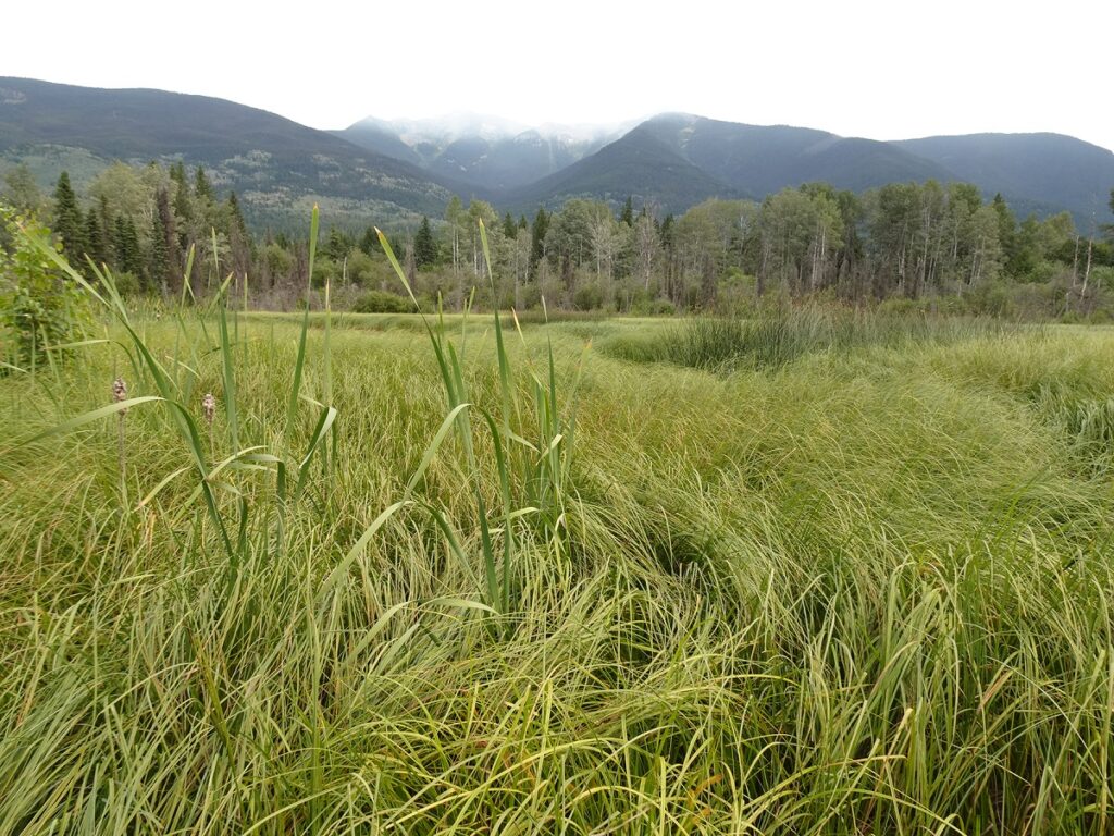 Canoe Valley – Zeroing in on Wetlands