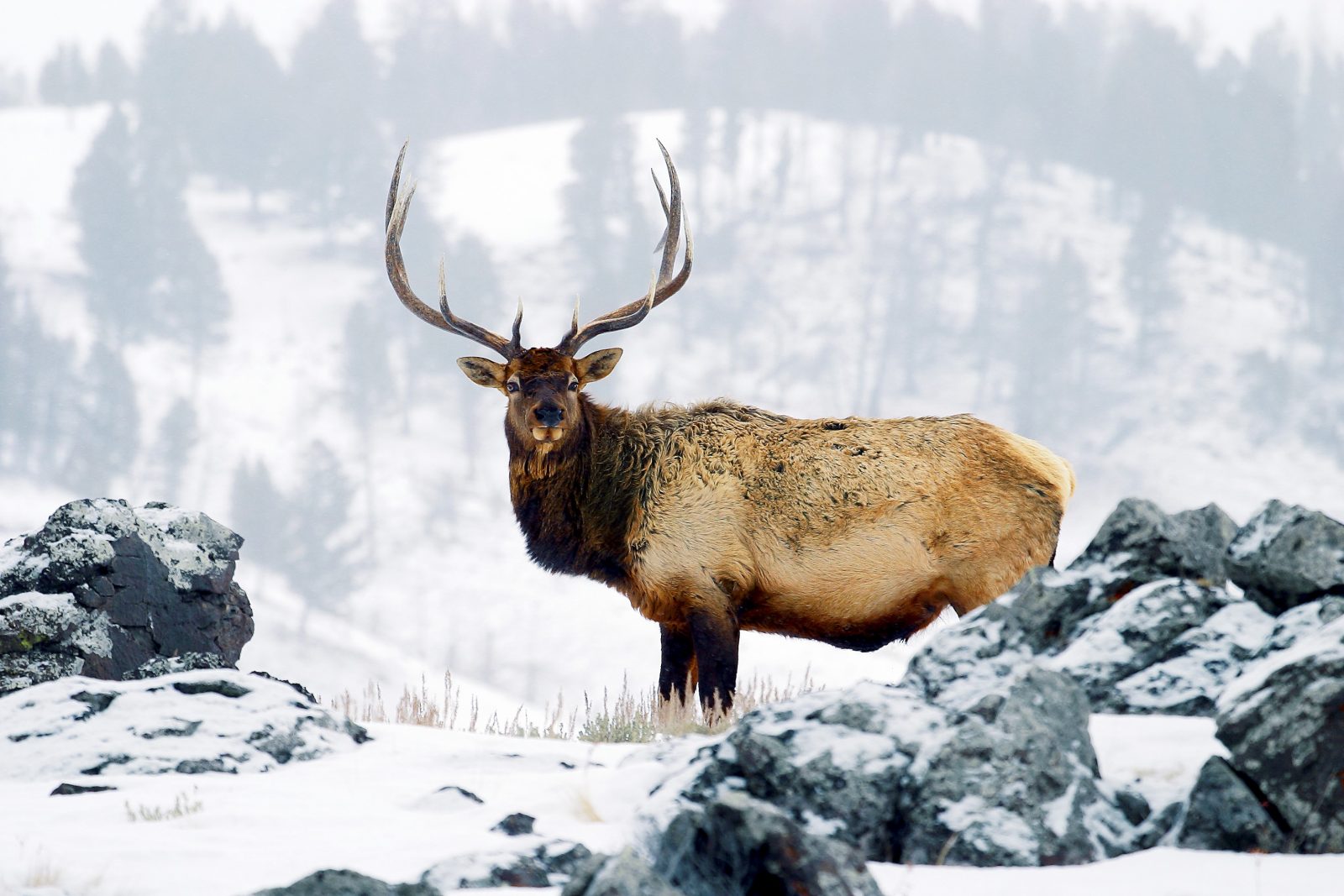 Improving wintering grounds for elk