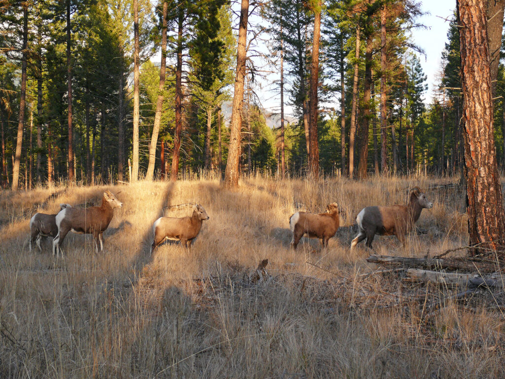 Bighorn sheep and others get better room to roam