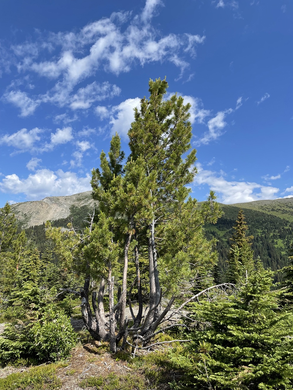 Ecosystem Improvements on the Horizon
