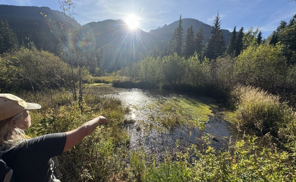 Rebuilding beaver habitat to strengthen aquatic ecosystems