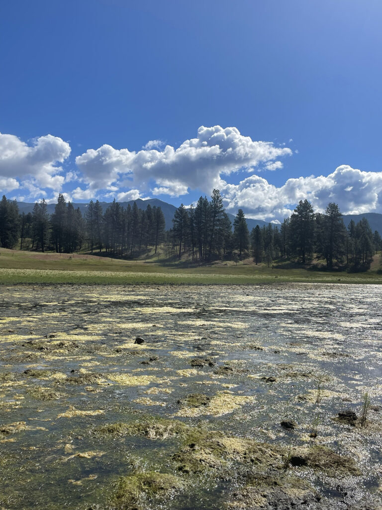 Horseshoe Lake North Wetland Restoration  