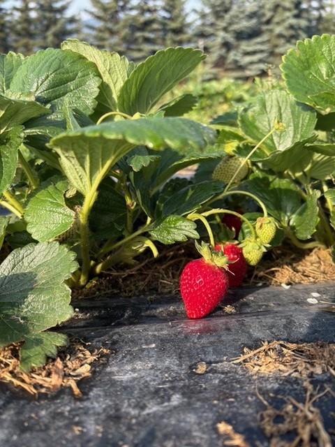 Strengthening Local Food Production in the Basin