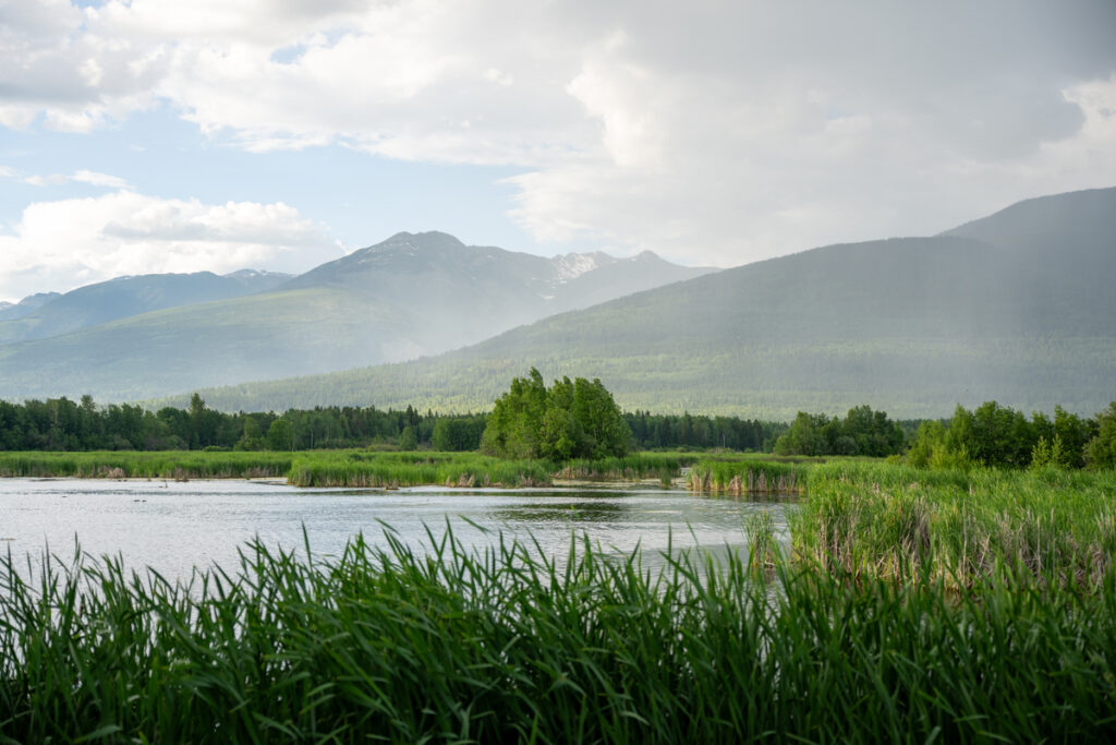 Bringing a Wetland Back to Life